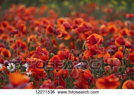 Common Poppy (Papaver rhoeas) covering an arable field; North Yorkshire, England View Large Photo Image Stock Photograph - Common Poppy (Papaver rhoeas) covering an arable field; North Yorkshire, England. Fotosearch