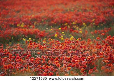 Stock Photography - Common Poppy (Papaver rhoeas) covering an arable field; North Yorkshire, England. Fotosearch