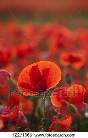 Stock Photography - Common Poppy (Papaver rhoeas) covering an arable field; North Yorkshire, England. Fotosearch