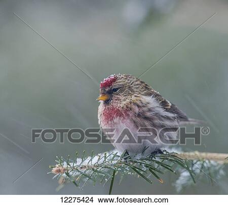 Common redpoll (Acanthis flammea) sitting on a tree branch in a snowfall; Ontario, Canada View Large Photo Image Picture - Common redpoll (Acanthis flammea) sitting on a tree branch in a snowfall; Ontario, Canada. Fotosearch