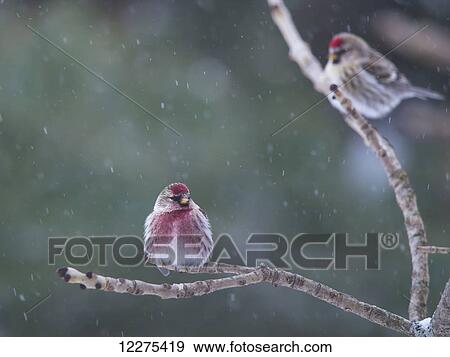 Stock Photo - Common redpoll (Acanthis flammea); Ontario, Canada. Fotosearch