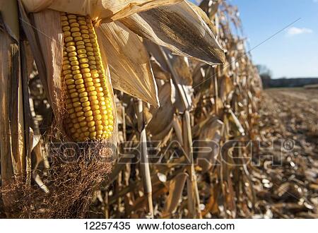 Corn harvesting; Savage, Minnesota, United States of America View Large Photo Image Stock Photography - Corn harvesting; Savage, Minnesota, United States of America. Fotosearch