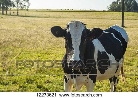 Stock Image - Cow in a grass field along a fence, near Laguna de Rocha; Uruguay. Fotosearch