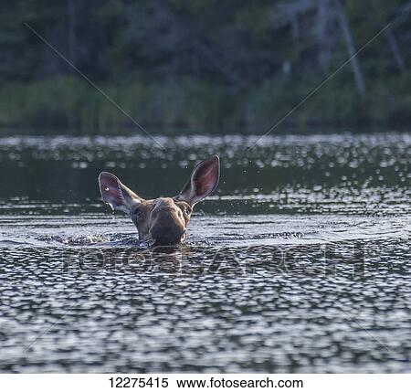 Cow moose (alces aces) swimming in a lake; Ontario, Canada View Large Photo Image Stock Photography - Cow moose (alces aces) swimming in a lake; Ontario, Canada. Fotosearch