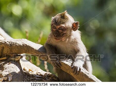 Picture - Crab-eating macaque (Macaca fascicularis) in the Monkey Forest, Lombok, West Nusa Tenggara, Indonesia. Fotosearch