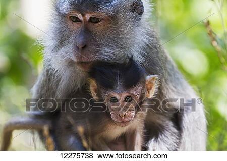 Stock Photo - Crab-eating macaque (Macaca fascicularis) and her offspring in the Monkey Forest, Lombok, West Nusa Tenggara, Indonesia. Fotosearch