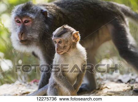 Stock Photograph - Crab-eating macaque (Macaca fascicularis) and her offspring in the Monkey Forest, Lombok, West Nusa Tenggara, Indonesia. Fotosearch