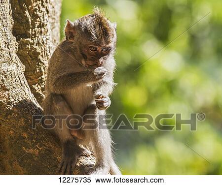 Stock Photography - Crab-eating macaque (Macaca fascicularis) in the Monkey Forest, Lombok, West Nusa Tenggara, Indonesia. Fotosearch