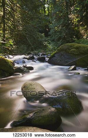 Creek flowing through a forest; British Columbia, Canada View Large Photo Image Stock Photo - Creek flowing through a forest; British Columbia, Canada. Fotosearch
