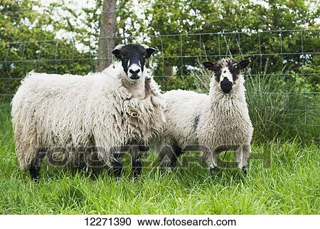 Stock Image - Dalesbred ewes with crossbred Masham lamb at foot, sired by a Teeswater ram; Yorkshire, England. Fotosearch