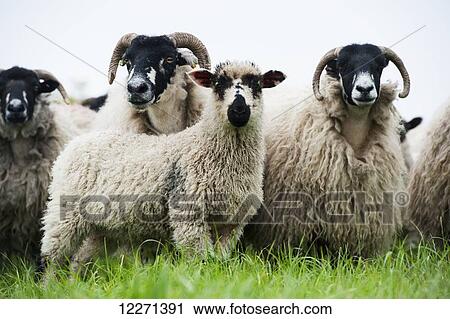Stock Image - Dalesbred ewes with crossbred Masham lamb at foot, sired by a Teeswater ram; Yorkshire, England. Fotosearch