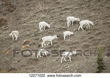 Stock Image - Dall sheep (ovis dalli) feeding on the slopes of Sheep Mountain in Kluane National Park, near Haines Junction; Yukon, Canada. Fotosearch