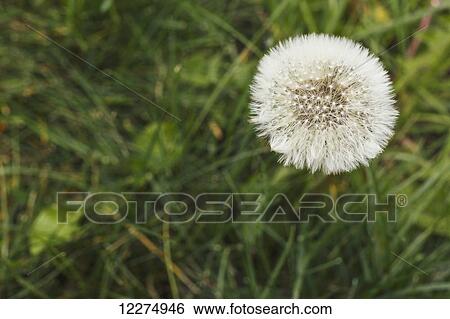 Dandelion clock against green grass; Edmonton, Alberta, Canada View Large Photo Image Stock Photograph - Dandelion clock against green grass; Edmonton, Alberta, Canada. Fotosearch