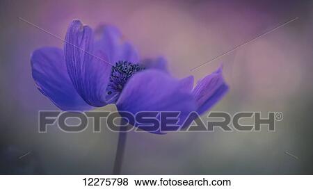 Delicate purple flower in bloom; Jerusalem, Israel View Large Photo Image Stock Photo - Delicate purple flower in bloom; Jerusalem, Israel. Fotosearch