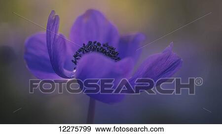 Stock Photo - Delicate purple flower in bloom; Jerusalem, Israel. Fotosearch