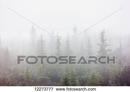 Dense fog envelops a stand of spruce trees on the tundra; Noatak, Alaska, United States of America View Large Photo Image Stock Photo - Dense fog envelops a stand of spruce trees on the tundra; Noatak, Alaska, United States of America. Fotosearch