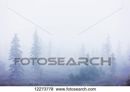 Stock Photo - Dense fog envelops a stand of spruce trees on the tundra; Noatak, Alaska, United States of America. Fotosearch