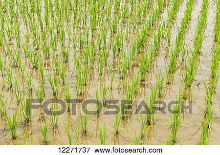 Detail of rice plants in a small village near to Wuyuan; Jiangxi province, China View Large Photo Image Stock Photo - Detail of rice plants in a small village near to Wuyuan; Jiangxi province, China. Fotosearch