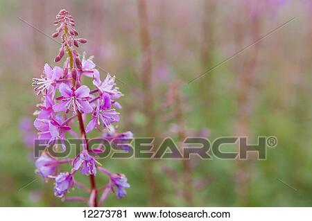 Detail of single Fireweed (Chamerion angustifolium) plant and flowers in bloom; Noatak, Alaska, United States of America View Large Photo Image Stock Image - Detail of single Fireweed (Chamerion angustifolium) plant and flowers in bloom; Noatak, Alaska, United States of America. Fotosearch