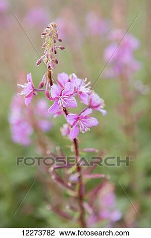 Detail of single Fireweed (Chamerion angustifolium) plant and flowers in bloom; Noatak, Alaska, United States of America View Large Photo Image Stock Image - Detail of single Fireweed (Chamerion angustifolium) plant and flowers in bloom; Noatak, Alaska, United States of America. Fotosearch