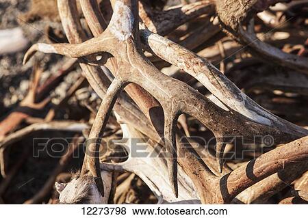 Detail of subsistence harvested caribou antlers; Noatak, Alaska, United States of America View Large Photo Image Stock Photo - Detail of subsistence harvested caribou antlers; Noatak, Alaska, United States of America. Fotosearch