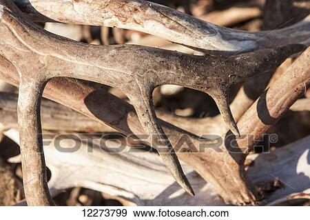 Stock Photo - Detail of subsistence harvested caribou antlers; Noatak, Alaska, United States of America. Fotosearch