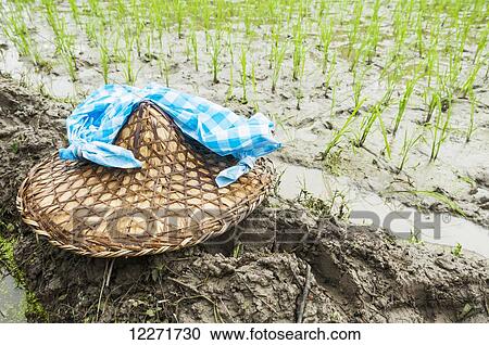 Stock Image - Detail of the rice plants and traditional Chinese hat, scene from a small village near to Wuyuan; Jiangxi province, China. Fotosearch