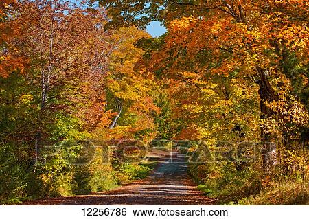 Dirt road between autumn coloured trees; Magog, Quebec, Canada View Large Photo Image Stock Photograph - Dirt road between autumn coloured trees; Magog, Quebec, Canada. Fotosearch