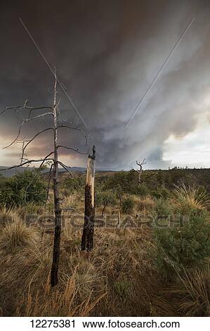 Distant Western US mountain wildfire with the winds carrying the smoke and ash directly overhead; New Mexico, United States of America View Large Photo Image Stock Image - Distant Western US mountain wildfire with the winds carrying the smoke and ash directly overhead; New Mexico, United States of America. Fotosearch