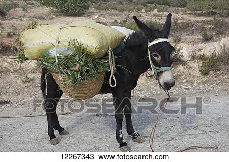 Stock Image - Donkey carrying the day's palm leaf harvest; Taza, Morocco. Fotosearch