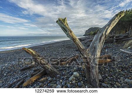 Stock Photo - Driftwood stands up on Agate Beach, the north shore of Haida Gwaii, with Tow Hill in the distance at sunrise; Masset, British Columbia, Canada. Fotosearch