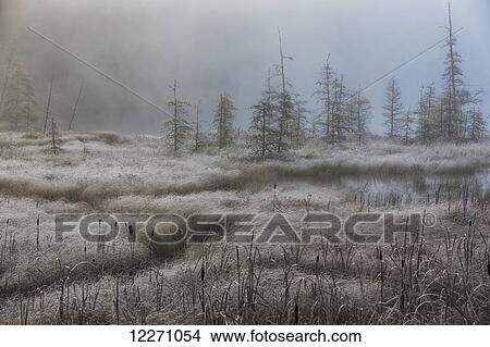 Picture - Early morning mist over a small pond along the Rock Lake Road, Algonquin Park; Ontario, Canada. Fotosearch