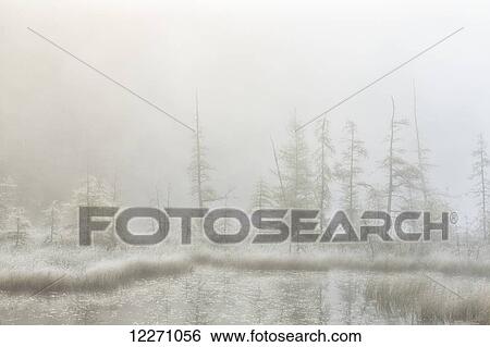 Early morning mist over a small pond along the Rock Lake Road, Algonquin Park; Ontario, Canada View Large Photo Image Stock Photograph - Early morning mist over a small pond along the Rock Lake Road, Algonquin Park; Ontario, Canada. Fotosearch