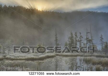 Stock Photography - Early morning mist over a small pond along the Rock Lake Road as sun shines through the fog, Algonquin Park; Ontario, Canada. Fotosearch