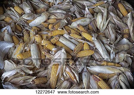 Ears of corn drying in a bin in a barn, Lancaster County; Pennsylvania, United States of America View Large Photo Image Stock Photo - Ears of corn drying in a bin in a barn, Lancaster County; Pennsylvania, United States of America . Fotosearch