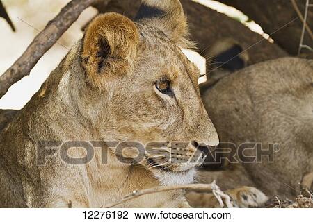 East African lion cub (Panthera leo nubica), Samburu National Park; Kenya View Large Photo Image Stock Image - East African lion cub (Panthera leo nubica), Samburu National Park; Kenya. Fotosearch