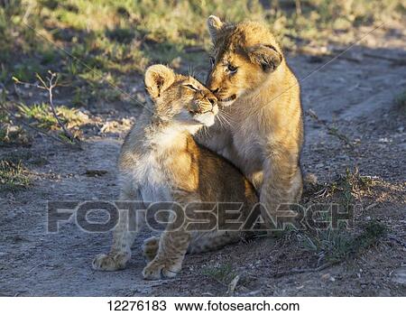 East African lion cubs (Panthera leo nubica), Mara Naboisho Conservancy; Kenya View Large Photo Image Stock Image - East African lion cubs (Panthera leo nubica), Mara Naboisho Conservancy; Kenya. Fotosearch