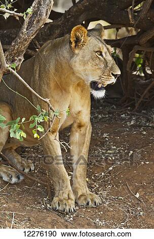 Stock Image - East African lioness (Panthera leo nubica), Samburu National Park; Kenya. Fotosearch