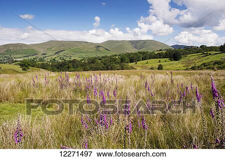 Eastern Howgill fells near Sedbergh; Cumbria, England View Large Photo Image Stock Photo - Eastern Howgill fells near Sedbergh; Cumbria, England. Fotosearch