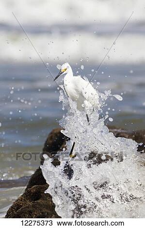 Egret on standing on a beach rock with a wave crashing and splashing up around the bird; United States of America View Large Photo Image Stock Image - Egret on standing on a beach rock with a wave crashing and splashing up around the bird; United States of America. Fotosearch