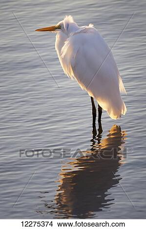 Picture - Egret standing in shallow water in the early morning light with the breeze blowing its head feathers and it's reflection in the water; United States of America. Fotosearch