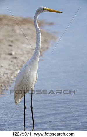 Egret standing in shallow water; United States of America View Large Photo Image Stock Image - Egret standing in shallow water; United States of America. Fotosearch