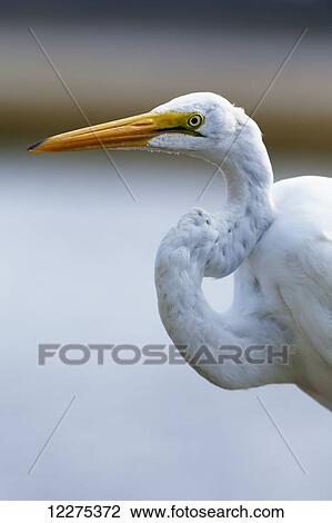 Stock Image - Egret with it's neck in an S shape; United States of America. Fotosearch