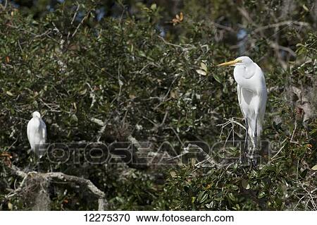 Stock Image - Egrets sitting in trees; United States of America. Fotosearch