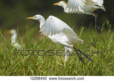 Egrets taking flight, Liwonde National Park; Malawi View Large Photo Image Stock Image - Egrets taking flight, Liwonde National Park; Malawi. Fotosearch