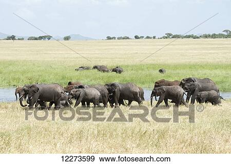 Elephant family group in Silale Swamp in Tarangire National Park; Tanzania View Large Photo Image Stock Photo - Elephant family group in Silale Swamp in Tarangire National Park; Tanzania. Fotosearch