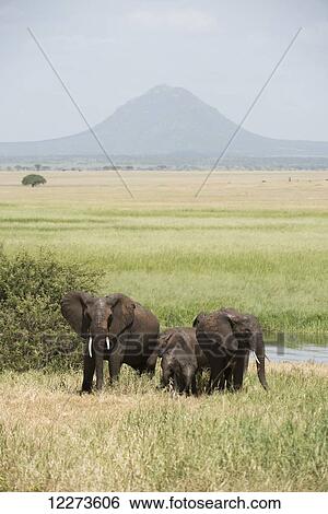 Elephant family group in Silale Swamp, Tarangire National Park; Tanzania View Large Photo Image Stock Photograph - Elephant family group in Silale Swamp, Tarangire National Park; Tanzania. Fotosearch