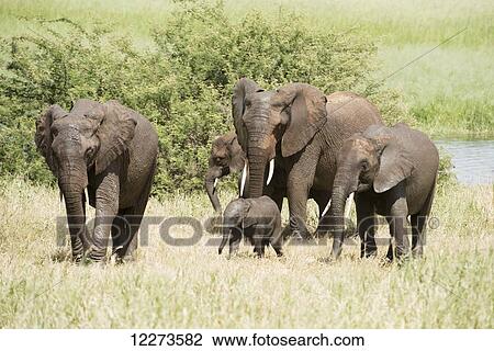 Stock Image - Elephant family group with tiny baby at Silae Swamp in Tarangire National Park; Tanzania. Fotosearch