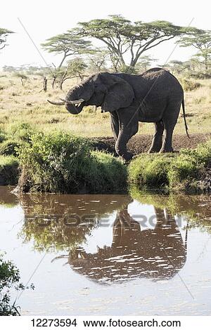 Picture - Elephant reflected in water hole near Seronera in Serengeti National Park; Tanzania. Fotosearch