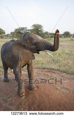 Stock Image - Elephant with raised trunk in Tarangire National Park; Tanzania. Fotosearch